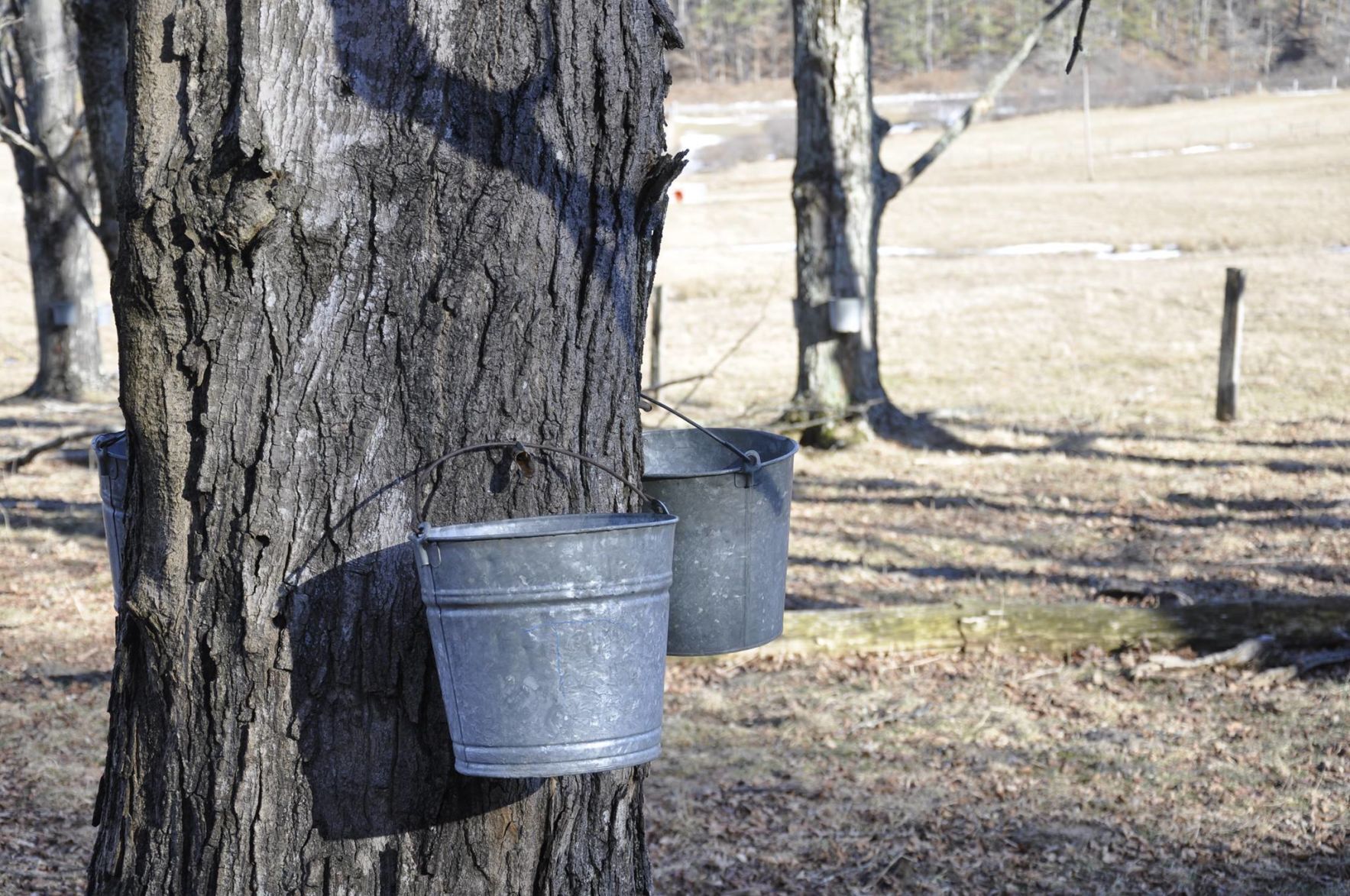 Frostmore Farm - Maple & More